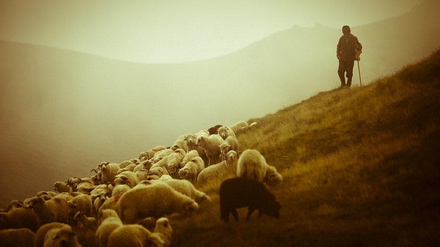 un berger avec ses brebis sur une montagne