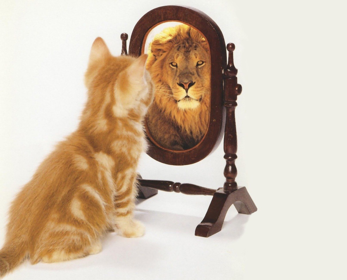 Un chat se regarde dans un miroir et voit un lion