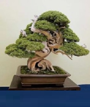 un arbre miniaturisé dans un pot