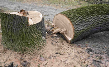un arbre coupé de ses racines est mort