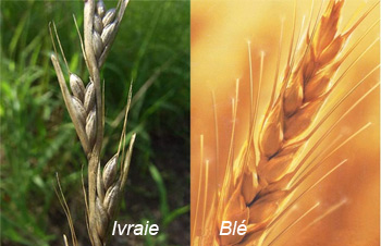 le blé et l'ivraie